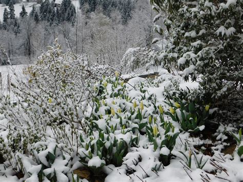 Die anspruchslose staude braucht nicht viel pflege, aber im winter einen winterschutz. Blüten im Schnee...