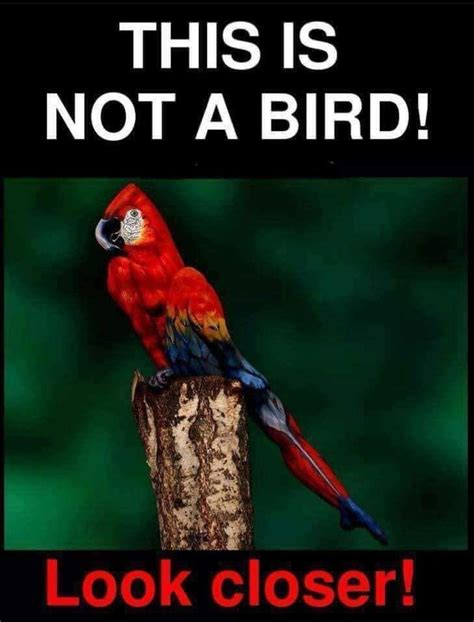 Not A Bird Funny Illusions Cool Optical Illusions Optical Illusions Art