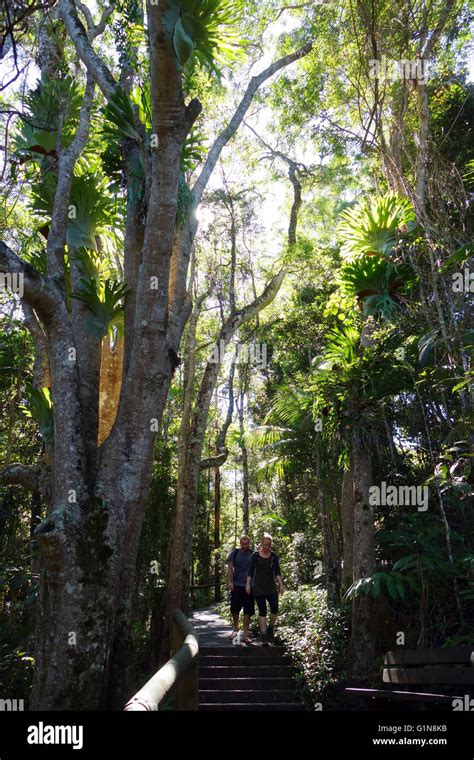 Couple Walking Amongst Rainforest In Kondalilla National Park Sunshine Coast Queensland