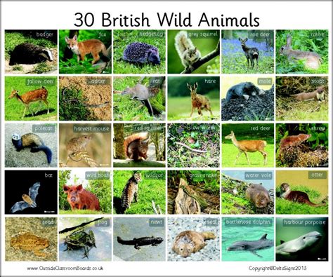 30 British Wild Animals Photographic 3110 Teaching Resources
