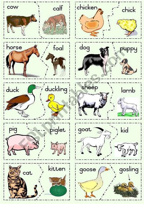 Animals And Their Babies Worksheet Farm Animals And Their Young