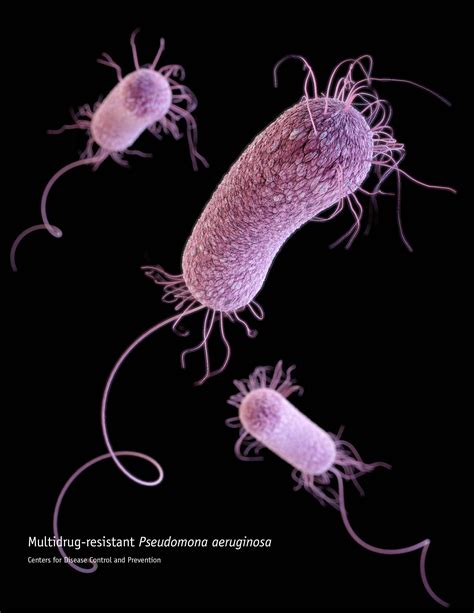 The 25 Best Pseudomonas Aeruginosa Ideas On Pinterest Microbiology