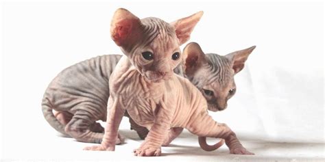 A breeder is not your only option for acquiring a sphynx. Respectable Sphynx cattery in Chicago, Illinois (IL). Our ...