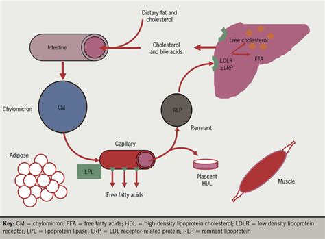 Lipids Module 1 Lipid Metabolism And Its Role In Atherosclerosis The