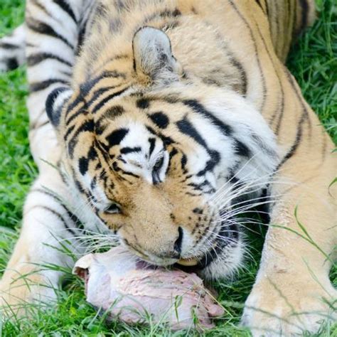 Resumen De Art Culos Que Comen Los Tigres Actualizado Recientemente Sp Damri Edu Vn
