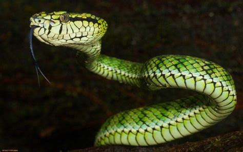 Animals Nature Snake Vipers Reptile Wallpapers Hd Desktop And