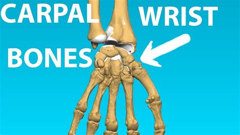 Some interesting cat paw skeleton anatomy happens right at the tips of their toes, in the final phalanges (toe bones). Carpal Bones - Wrist Anatomy Bones #7 - YouTube
