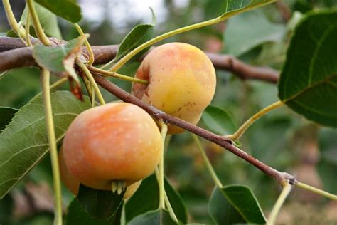 During a harsh winter, and this past one qualifies, deer and rabbits will feed on azaleas. White Doyenne Pear | Fruit tree nursery, Fruit trees, Dry ...