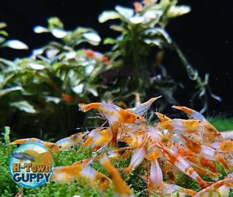 10 1 Orange Rili Freshwater Neocaridina Aquarium Shrimp Live