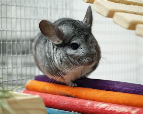 How To Care For A Pet Chinchilla