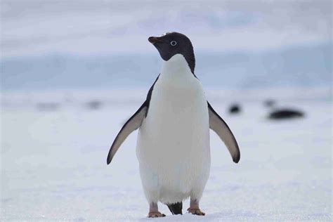 Which Penguins Are Most Endangered Penguins International