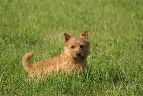 Is the norwich terrier right for you? Norwich Terrier - SpockTheDog.com