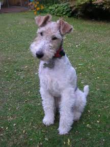 Wire Fox Terrier - Information, Photos, Characteristics, Names