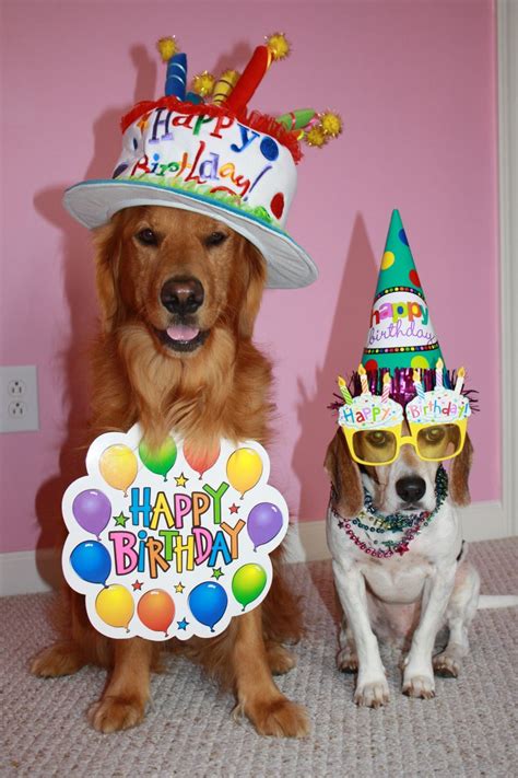 Best 25+ Dog birthday wishes ideas on Pinterest | French ...