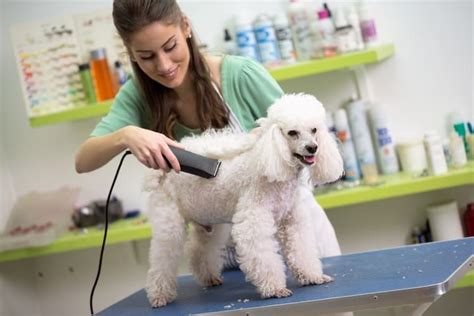 Dog grooming includes bathing, brushing, nail trims, and ear cleaning. The 50 Best Dog Grooming Clippers of 2020 - Pet Life Today