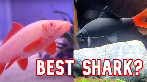 Rainbow Shark Vs Red Tail Shark Which One Is Best Youtube