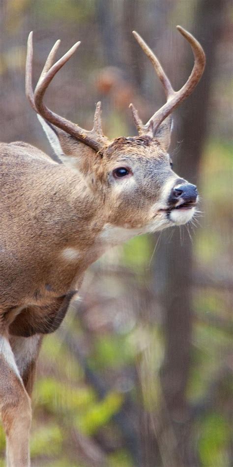 A Close Up Of A Deer With Antlers On Its Head And Neck