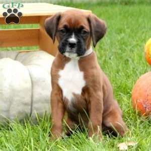 Directory of pennsylvania dog breeders with puppies for sale or dogs for adoption. Boxer Puppies For Sale | Boxer Dog Breed Info | Greenfield ...