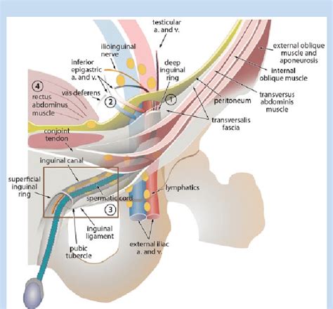 Diagram Of The Inguinal Canal Ic And Its Contents The Deep Inguinal