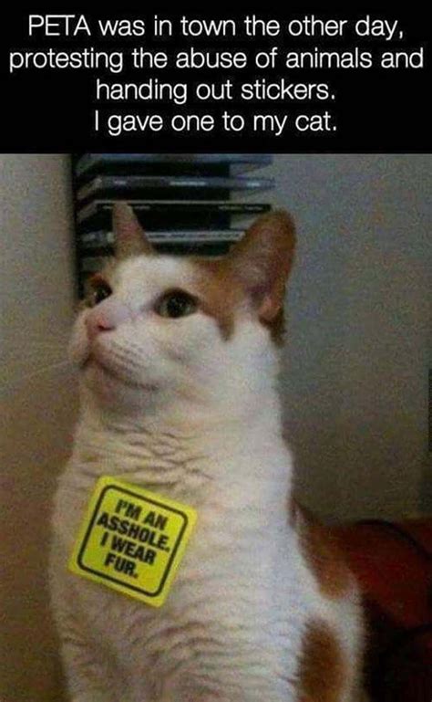 Funny Pictures Of The Day 38 Pics Bad Cats Funny Cats Funny Animals