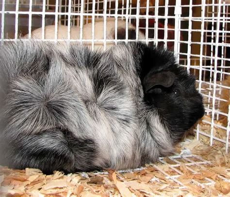 21 Amazing Guinea Pig Colors And Patterns With Pictures Thepetfaq
