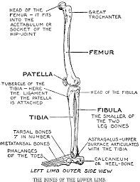 Schema de legs bones diagram diagram showing bones inside human leg ready to jump stock file skeleton of a cat diagram ver 2 svg Image result for giraffe skeleton diagram | Leg bones ...