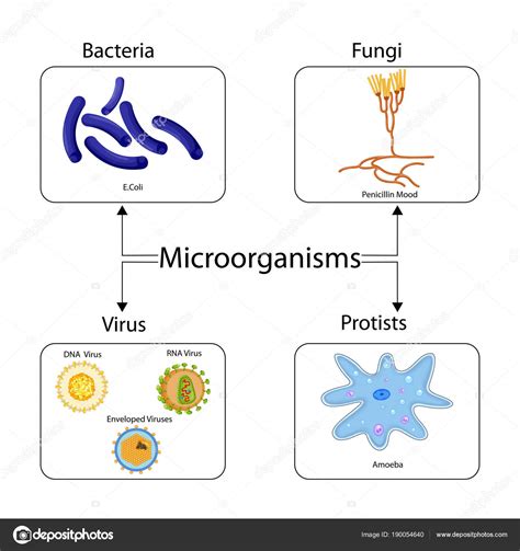 Education Chart Of Biology For Types Of Microorganism Diagram Stock
