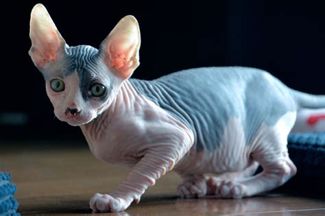 Sphynx Cats And Their Quirks Pets Nurturing