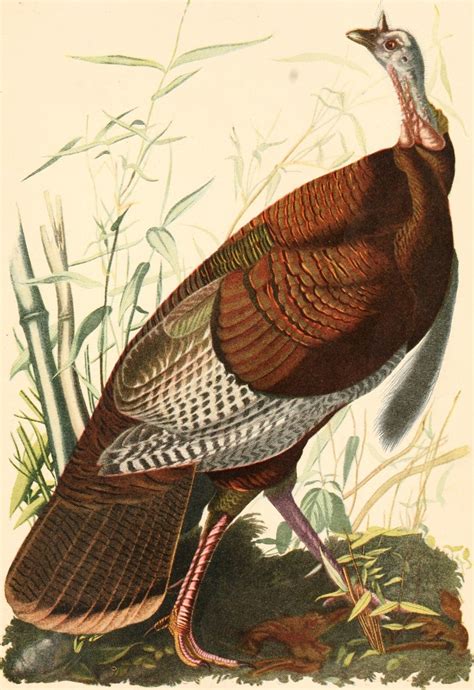 Wild Turkey Meleagris Gallopavo Display Full Image