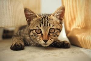 Bengal cat is energetic, agile, intelligent and constantly on the move. Bengal Cat Behavior Problems - Tips And Solutions ...