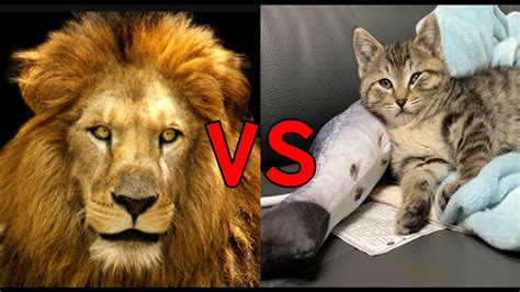 사자 VS 고양이 - lion VS cat - YouTube