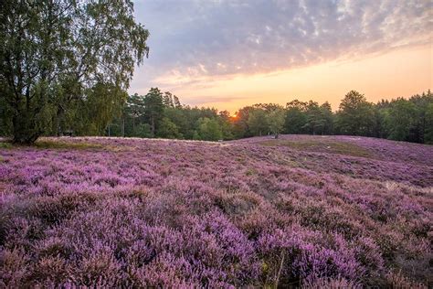 Die eisheiligen, auch gestrenge herren genannt, waren bischöfe und märtyrer aus dem 4. Wann die Lüneburger Heide am schönsten ist - zur Heideblüte