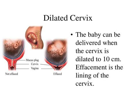 Cervical dilation and effacement mommy to be prep. PPT - Placenta PowerPoint Presentation - ID:6569468