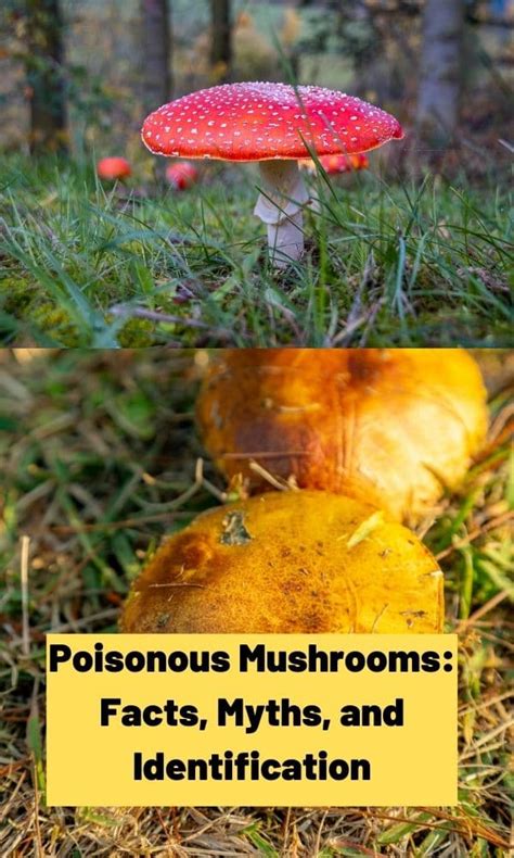 Poisonous Mushrooms Facts Myths And Identification Information