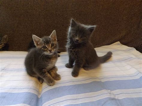 These are my 2 kittens in various stages of growth. 8 week old kitten - Google Search | Kitten care, Kitten ...