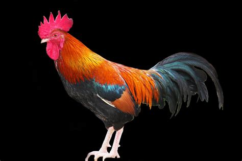Chicken Cockerel Poultry Free Photo On Pixabay Pixabay
