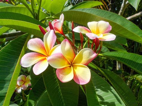 Dec 02, 2011 · there are around 15 species of these charming spring to summer flowering orchids and these are nearly all endemic to eastern australia. Top 8 Must-Have Tropical Plants - Easy To Grow Bulbs