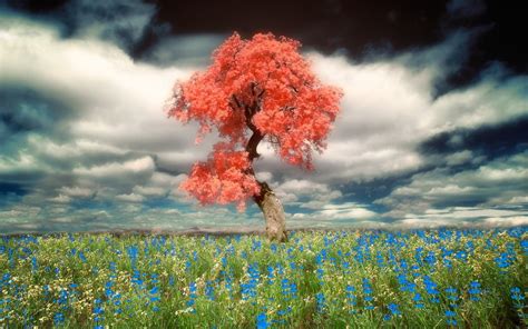 Beautiful Spring Images Download Pixelstalknet