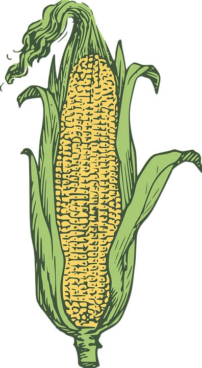 Corn Kernels Yellow Free Vector Graphic On Pixabay