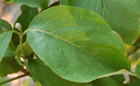 Fileflowering Dogwood Cornus Florida Appalacian Spring Leaf 2650px