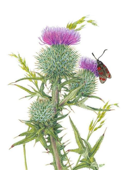 Scotch Thistle Drawing At Getdrawings Free Download