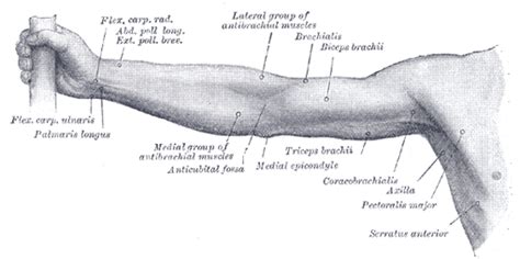 Surface Anatomy Of The Upper Extremity Human Anatomy