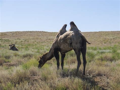 Two-humped camels stock image. Image of animals, grassn - 101733863
