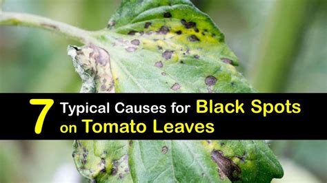 Causas Típicas de Manchas Negras en las Hojas de Tomate Hispanic Net