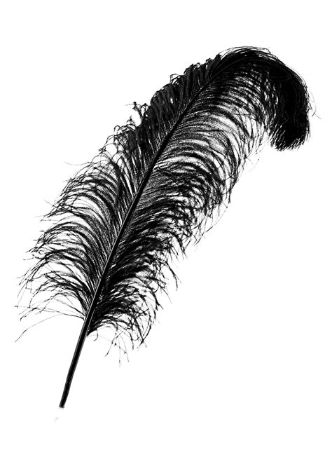 Plume Dautruche Noire