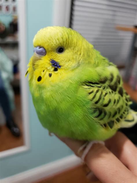 If My Budgie A Boy Or A Girl Too Soon To Tell Rbudgies