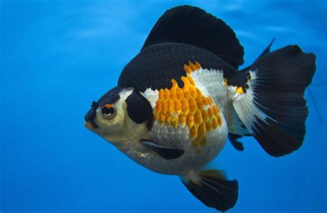 Nightwish hows the heart (human. / Mädchen muss als Strafe 30 tote Goldfische essen ...