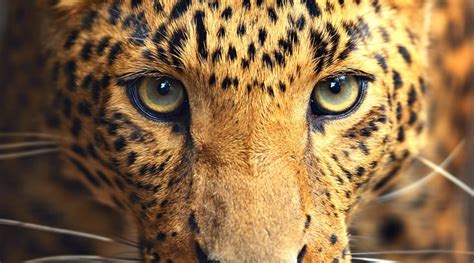 Our Most Stunning Pictures Of Big Cats National Geographic