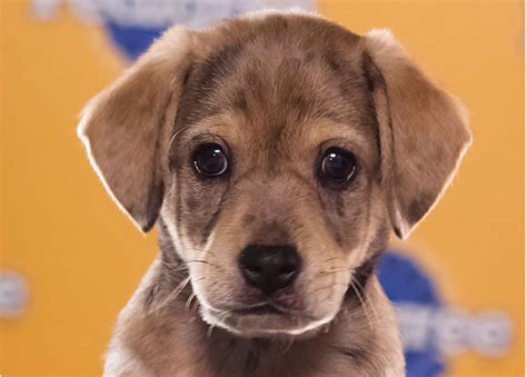 Our foster homes are located near milford, nj 08848 in nj puppy rescue inc's adoption process. Three New Jersey Dogs in Animal Planet's Puppy Bowl IX ...