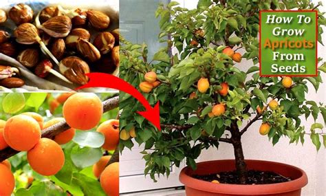 How To Grow Apricots From Seed In Your Garden Svg